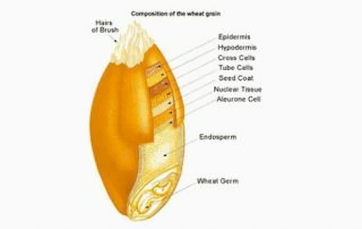 The Variety of Wheat